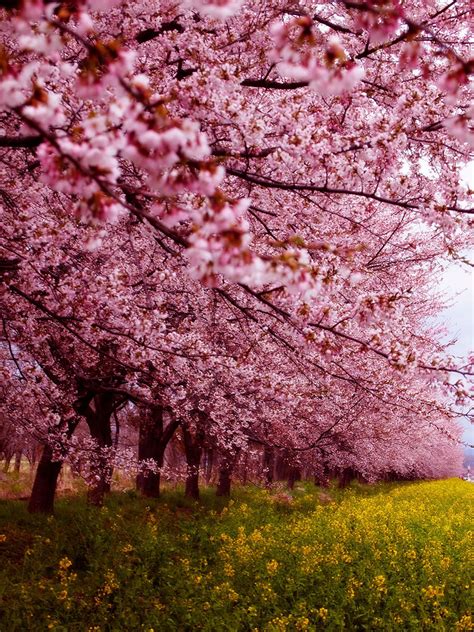 Overwhelmingly Beautiful Japanese Cherry Blossom Sakura In The Spring