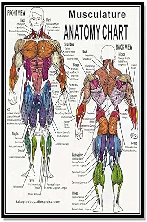 Muscle Posters Musculo Anatomy Posters Anatomy Back Muscles Images