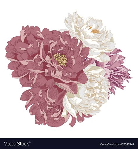 Bouquet Isolated Peonies Royalty Free Vector Image