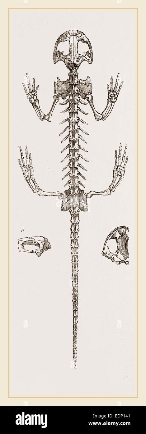 Skeleton Of Salamander Stock Photo Alamy