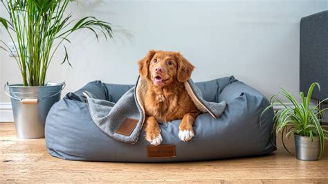 Why Home Owners Are Buying Human Sized Dog Beds
