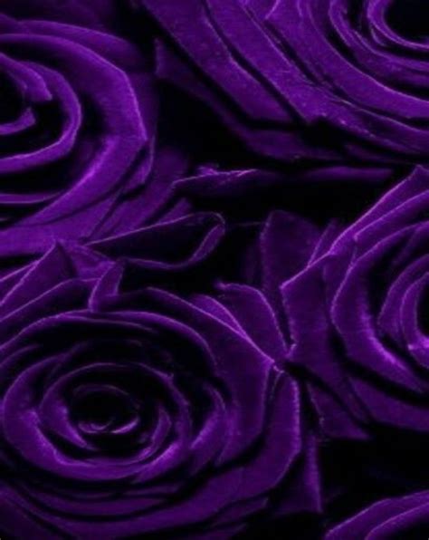 Purple Aesthetic Wallpaper Rose Pin By Hailey Moore On