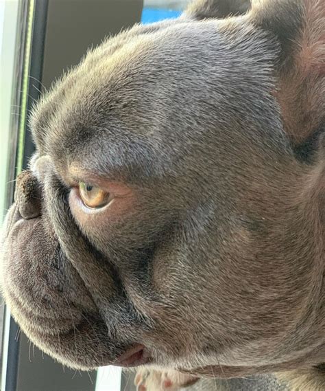 What To Do If Your French Bulldog Has A Swollen Eye French Bulldog Cafe