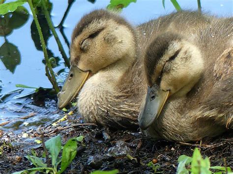 Baby Ducklings Napping Sleeping Near A Pond Stock Photo Image Of