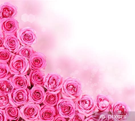 Wall Mural Hot Pink Roses Over White Background Border Pixersuk