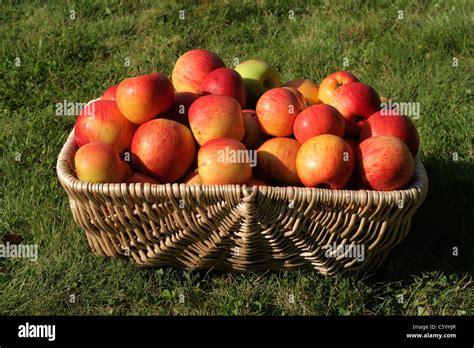 Reine Des Reinettes High Resolution Stock Photography and