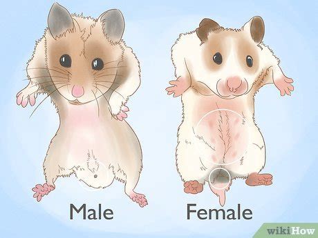 Síntesis de artículos como saber si el hamster es macho o hembra actualizado recientemente
