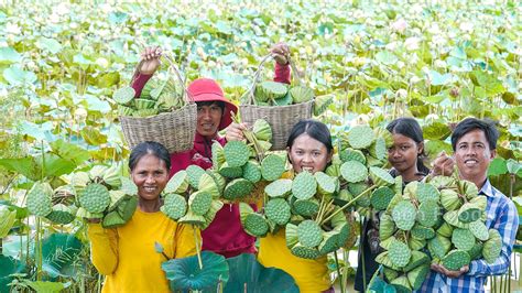Harvesting Lotus Fruit For Total Area 40000m2 At Battambang Eating