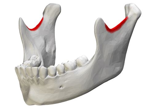 Mandible The Definitive Guide Biology Dictionary