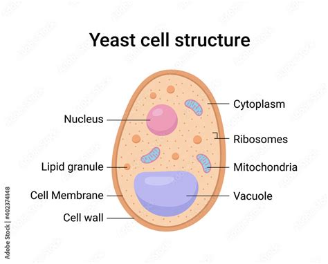Vector Illustration Of Yeast Cell Structure Educational Diagram Stock