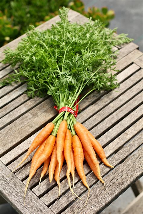 Bunched Carrots Orange