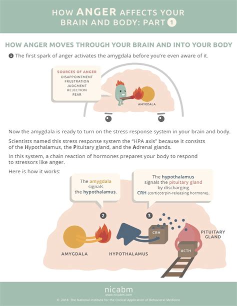 How Anger Affects Your Brain Nicabm Info Graphic Therapeutic