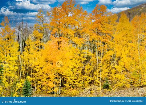Stunning Colorado Aspen Trees In Fall Colors Stock Image Image Of