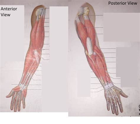 Posterioranterior Right Arm Muscles Diagram Quizlet