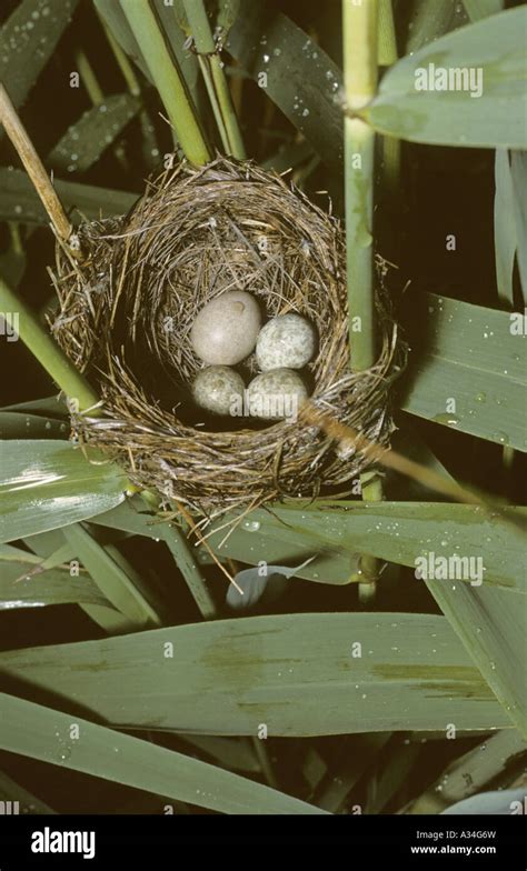 Eurasian Cuckoo Cuculus Canorus Egg Of The Cuckoo In Nest Of Reed