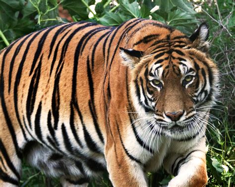 File Tigre De Bengala Panthera Tigris Tigris Wikimedia Commons