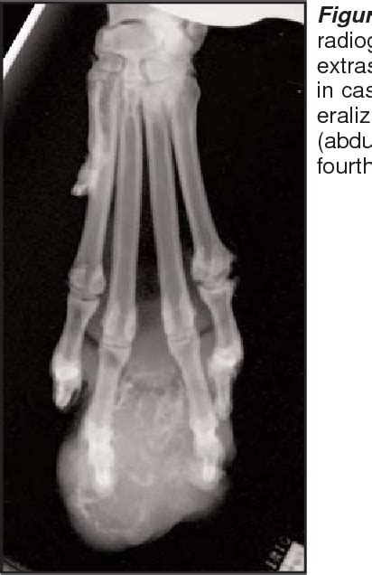 Figure 3 From Partial Foot Amputation In 11 Dogs Semantic Scholar