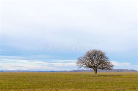 Lone Tree On A Crop Field Beautiful Countryside Landscape Stock Photo