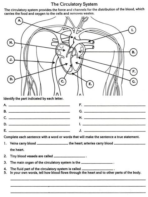 Anatomy And Physiology Worksheets Printable Notes Ronald Worksheets