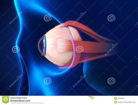 Human Eye Extraocular Muscles Ophthalmology Eyes Muscles In Side View