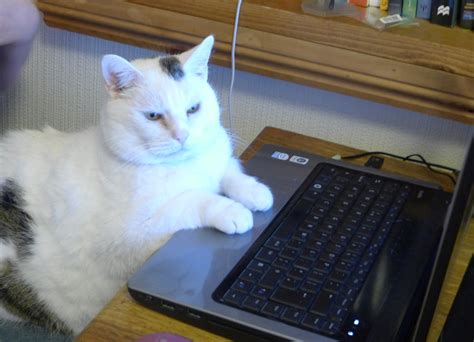 Funny And Cute Cats Using Laptop Pets Cute And Docile