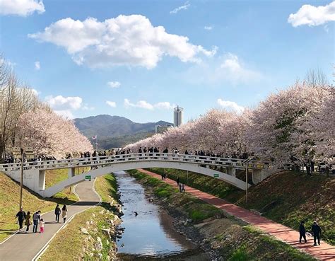 Top 28 Places For Cherry And Spring Blossoms In Seoul 2021 Koreatodo