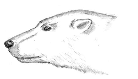 21+ How To Draw A Bear Head PNG - Shiyuyem