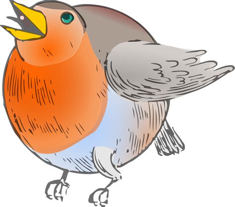Drawing Of A Robin Bird On A White Background Free Image Download