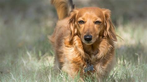 Most Common Leg Problems In Dachshunds And How To Prevent Them