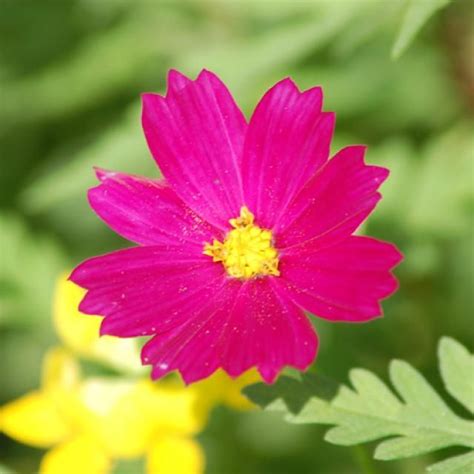 Photo Of Wild Cosmos Gorgeous Pop Of Pink Wildflower Photo