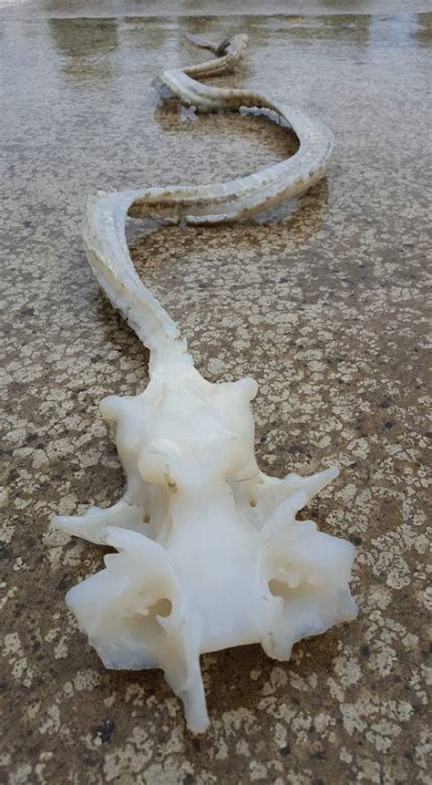 Mystery Dragon Like Creature Found On New Zealands Beach