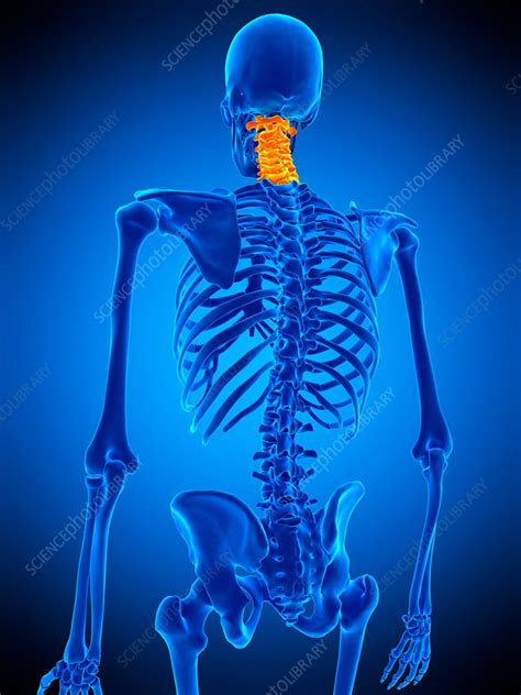 Cervical Spine Illustration Stock Image F0169043 Science Photo