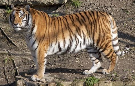Side View Of An Amur Tiger Standing Still Pcc 2 Animal