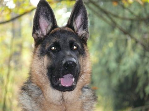 Ear è una cagnolina giovanissima ha solo 2 anni , di taglia grande sui 25 kg , pastore tedesco. Regalo Pastore tedesco | Petpassion