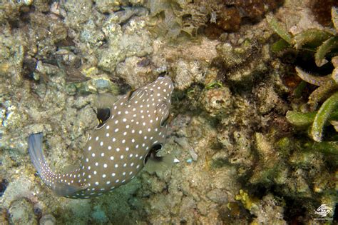 White Spotted Pufferfish Facts And Photographs Seaunseen