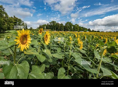 Spacious Field Of Blooming Beautiful Sunflowers With Honey Bees Bees