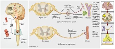 Sistema Nervioso Somático Definición Funciones Ejemplos Neuronas