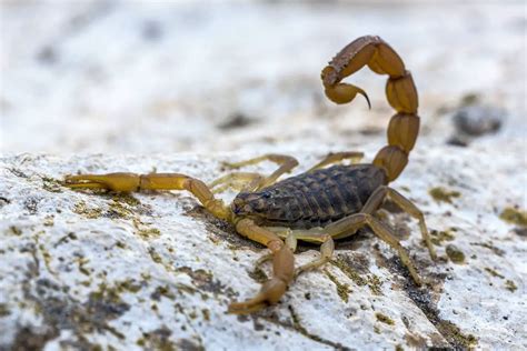 Escorpión Amarillo Características Alimentación Hábitat