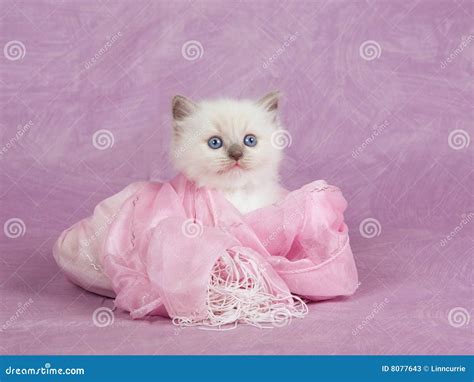 Pretty Cute Ragdoll Kitten On Pink Background Stock Photos Image 8077643