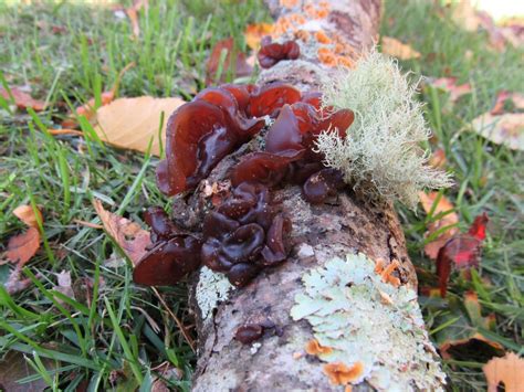 Amber Jelly Roll Fungus Identification Foraging And Uses Mushroom