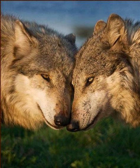 A Beautiful Pair Of Wolves Wolf Spirit Spirit Animal Wolf Pictures