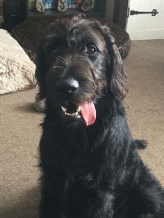 Take a look at barksdale labradoodles' current litters of labradoodle puppies for sale and find your new furry best friend today! F1 Labradoodle looking for a home. Silver Beige Coat ...
