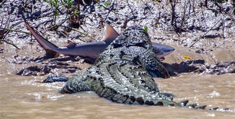The Biggest Crocodiles Ever