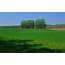 Grass Field Wallpaper  HD Background