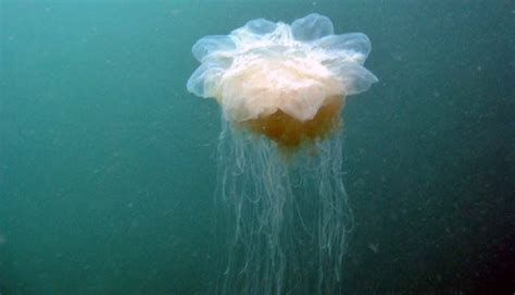 7 Most Deadliest Most Poisonous Jellyfish In The World Conservation