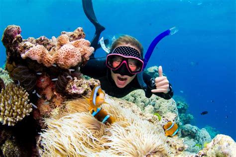 Ab Cairns Great Barrier Reef Luxusschnorcheln Tauchen GetYourGuide