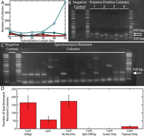 Genewrite Site Specific Insertion In A High Copy Number Plasmid Sgrna