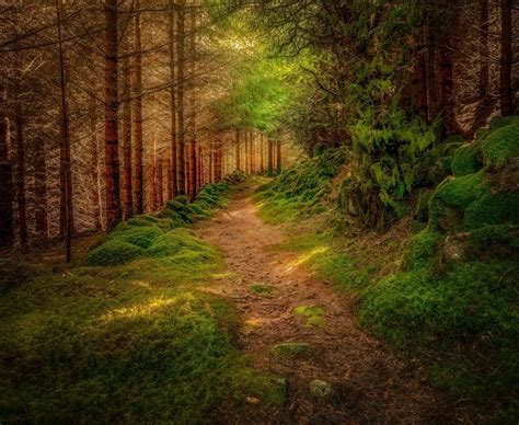 Forests Trail Moss Trees Hd Wallpaper Rare Gallery