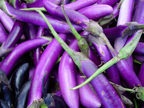 Planting purple eggplant from seed to harvest | the rooftop gardener. In Season: Japanese Eggplant | POPSUGAR Food
