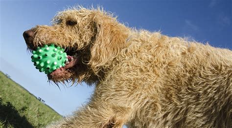 Sep 16, 2019 · to estimate the size of medium labradoodle puppies, it is best to learn as much as you can about the breeding pair. The Labradoodle Exercise Guide-large - Trending Breeds